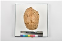 藏品(老年男性頭骨殘件)的圖片