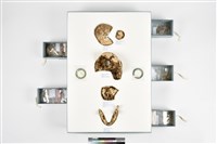 藏品(人頭骨殘件)的圖片