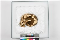 藏品(幼兒頭骨殘件)的圖片