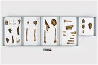 藏品(複體葬人骨各部位)的圖片