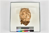 藏品(成人頭骨殘件)的圖片