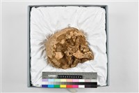 藏品(幼兒頭骨殘件)的圖片