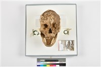 藏品(成人頭骨)的圖片