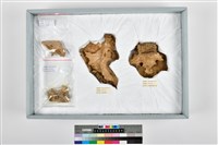 藏品(成人盆骨殘件)的圖片