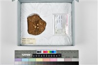 藏品(幼兒齒骨殘件)的圖片