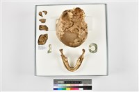 藏品(成人頭骨)的圖片