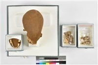 藏品(人頭骨殘件)的圖片