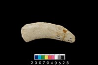 藏品(石鐮)的圖片