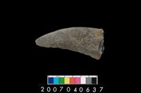 藏品(石鐮)的圖片