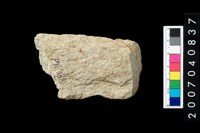 藏品(石錛)的圖片