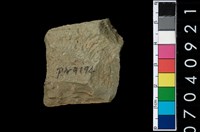 藏品(石錛)的圖片