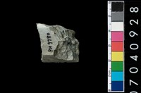 藏品(石錛)的圖片