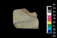 藏品(石錛)的圖片