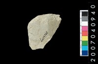 藏品(石錛)的圖片