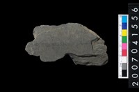 藏品(石矛)的圖片