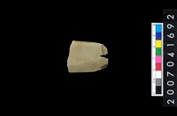 藏品(磨製石器殘件)的圖片