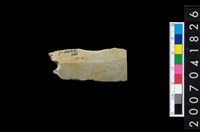 藏品(石矛)的圖片