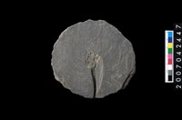 藏品(石環製作材料-打製圓形石板)的圖片