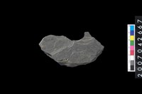 藏品(石環製作材料-中央帶啄孔打製圓板殘件)的圖片