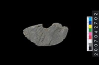 藏品(石環製作材料-中央帶小啄孔打製圓板殘件)的圖片