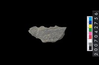 藏品(石環製作材料－中央帶啄孔打製圓板殘件)的圖片