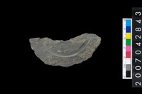 藏品(石環製作材料-中央帶啄孔與旋截痕打製圓板殘件)的圖片