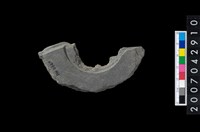 藏品(石環製作材料-中央帶啄孔與旋截痕打製圓板殘件)的圖片