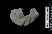 藏品(石環製作材料-中央帶啄孔與旋截痕打製圓板殘件)的圖片