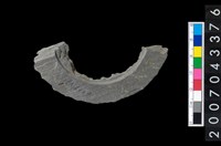 藏品(石環製作材料-旋截圓環粗胚殘件)的圖片