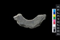 藏品(石環製作材料-周緣修整石環粗胚)的圖片