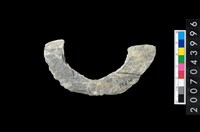 藏品(石環製作材料-周緣修整石環粗胚)的圖片