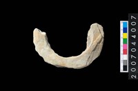 藏品(石環製作材料-周緣修整石環粗胚)的圖片