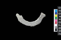 藏品(石環製作材料－旋截圓環粗胚殘件)的圖片