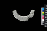 藏品(石環製作材料－旋截圓環粗胚殘件)的圖片