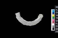 藏品(石環製作材料－旋截圓環粗胚殘件)的圖片