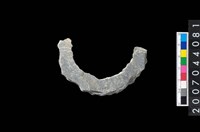 藏品(石環製作材料－周緣修整石環粗胚)的圖片