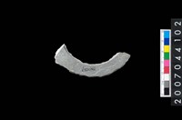 藏品(石環製作材料-旋截圓環粗胚殘件)的圖片