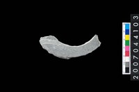 藏品(石環製作材料-旋截圓環粗胚殘件)的圖片