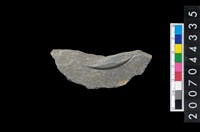 藏品(石環製作材料-旋截內核粗胚)的圖片