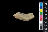 藏品(不明石材)的圖片