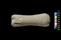 藏品(石杵)的圖片