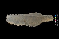 藏品(石鋸)的圖片