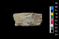 藏品(磨製石器殘件)的圖片