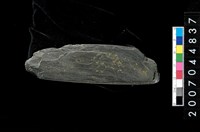 藏品(不明石器)的圖片