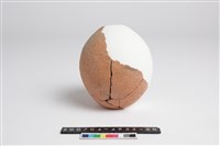 藏品(陶瓶殘件)的圖片