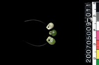 藏品(鈴形玉珠)的圖片