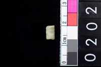 藏品(玉管珠)的圖片