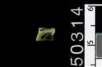 藏品(玉管珠)的圖片