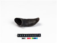 藏品(牛角墨斗)的圖片