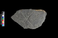 藏品(帶磨鋸痕板岩片)的圖片